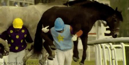 horse racing gif funny|Racing GIFs .